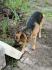 3 jähriger Schäferhund sucht neues zu Hause