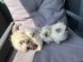Ragdoll katze