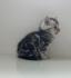 Bkh Mix kitten