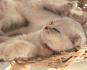 [Update 02.08.: 1 reserviert, 2 noch zu haben] Britisch Kurzhaar + Scottish Fold Kitten auszugsberei