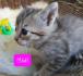 Katzenbabies Kitten