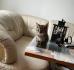 Katzenbaby suchen eine neue Familie