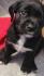 Labrador mix welpe