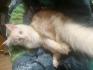 Main Coon  reinrassig
