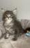 Maine Coon Kitten