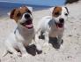 Schöne Jack Russell welpen