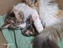 Norwegische Waldkatze- Maine Coon Kitten