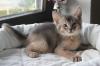Vicco – ein kleiner Abessinier Variant/ Kurzhaar Somali Kater sucht neuen „Wirkungskreis“