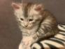 Main Coon Kitten reinrassig