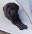 Vier süße weibliche Labrador Mischling Welpen.