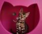 Wunderschöne Bengal Kitten mit Stammbaum zu verkaufen