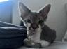Wundervoller Devon Rex Schmusekater mit Stammbaum sucht liebevolles Zuhause 🐾