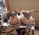 Zwei Siam, Katze und Kater, Geschwister 9 Jahre suchen Katzenmamma