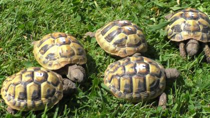 Griechische Landschildkröten Nachzucht 2024 THB, Ostrasse