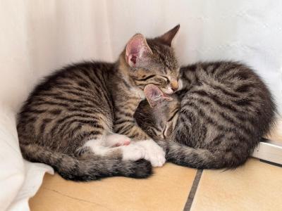3 Kitten suchen ein Zuhause 🐈