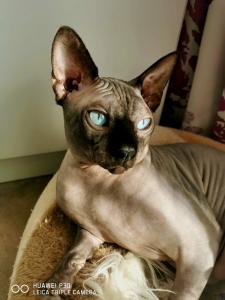 abgabebereit kanadischer Sphynx Kitten