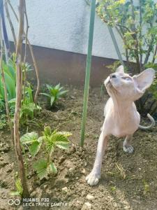 abgabebereit kanadischer Sphynx Kitten