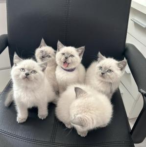 BKH Kitten weiß und beige