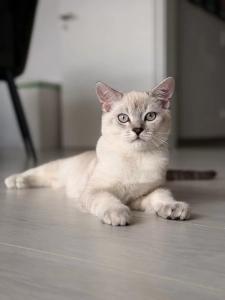 BKH Siam Mix Kater (knapp 5 Monate alt) inkl. Erstausstattung