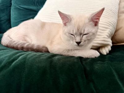BKH Siam Mix Kater (knapp 5 Monate alt) inkl. Erstausstattung