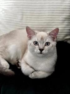 BKH Siam Mix Kater (knapp 5 Monate alt) inkl. Erstausstattung