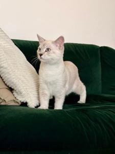 BKH Siam Mix Kater (knapp 5 Monate alt) inkl. Erstausstattung
