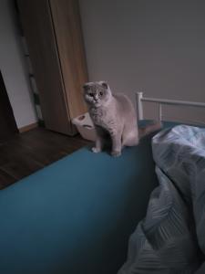 Britisch kurzhaar Katze