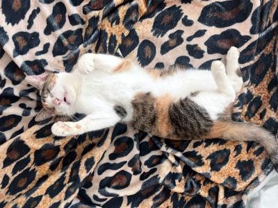 CAROLINE - Blindchen möchte kuscheln statt gucken
