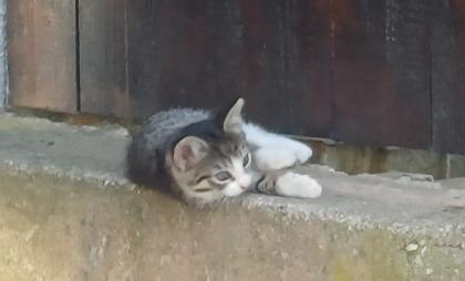 Drei kleine Kätzchen (2 Kater, 1 Katze) suchen ein liebevolles Zuhause