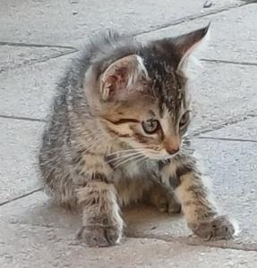 Drei kleine Kätzchen (2 Kater, 1 Katze) suchen ein liebevolles Zuhause