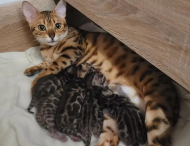 Exlusive Bengal Kitten mit Stammbaum