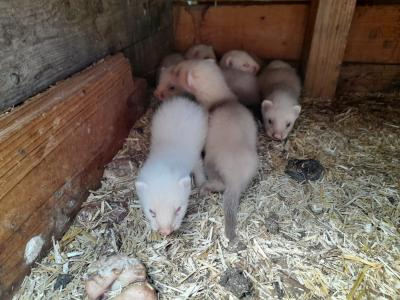 Frettchen Welpen 10 Wochen alt abzugeben