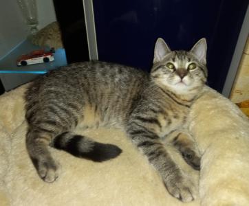 ♥️ Süßes Katerchen - BKH/EKH-Mix - 13 Wochen alt - entwurmt & geimpft - sucht liebevolles Zuhause ♥️