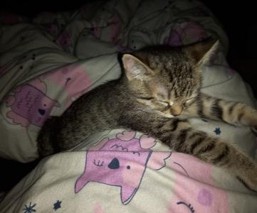 ♥️ Süßes Katerchen - BKH/EKH-Mix - 13 Wochen alt - entwurmt & geimpft - sucht liebevolles Zuhause ♥️