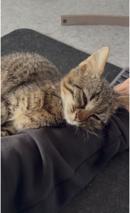 Kätzchen / Katze abzugeben
