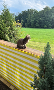 Kätzchen / Katze abzugeben