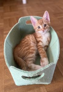 Kater 2 Monate Sucht Zuhause