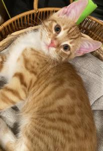 Kater 2 Monate sucht zuhause