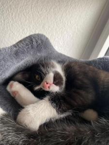 Kater dringen abzugeben