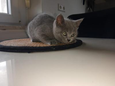 Kitten Russich Blau Mix