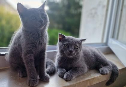 Kitten Russich Blau Mix