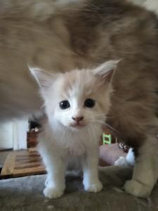 Maine Coon Kätzchen abzugeben