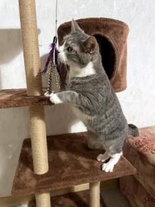 MARA - kleine Katze, große Chefin