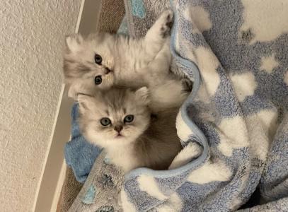 Reinrassige Britisch Langhaar Kitten