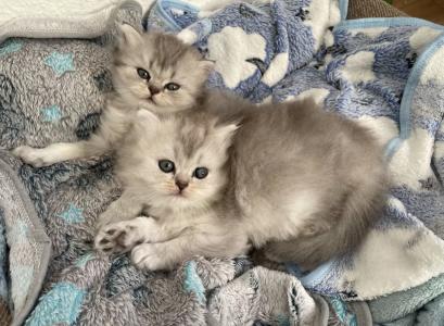 Reinrassige Britisch Langhaar Kitten