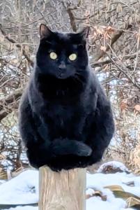 Ronja