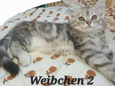 Sibirische waldkatze kitten katzen