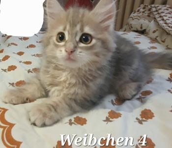 Sibirische waldkatze kitten katzen