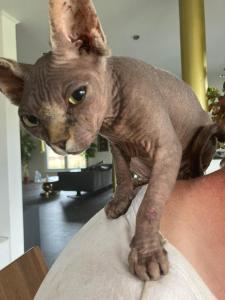 Sphynx
