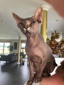 Sphynx